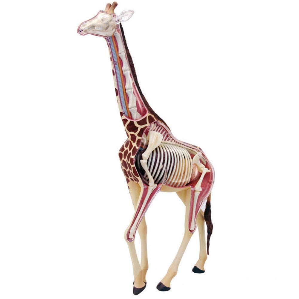 実習解剖学　絶版 Amazon.co.jp: 実習解剖学 : 山田 致知, 萬年 甫: 本